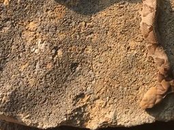 Hallan una víbora venenosa ¡de dos cabezas!: estaba en el patio de una casa