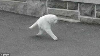 ¿que paso con este extrano gato de dos patas? ¿que paso con este extrano gato de dos patas?