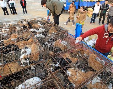 Los gatos iban a terminar en un guiso