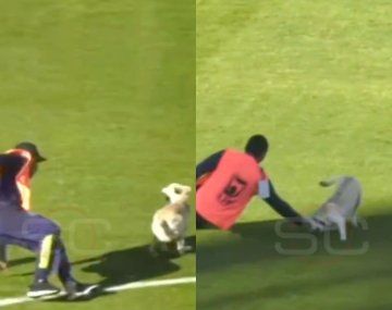 Un perro demoró la definición del Torneo Apertura.&nbsp;
