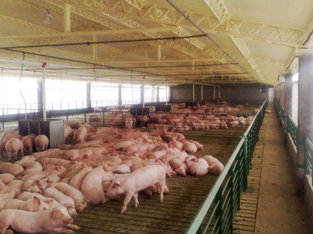 Se informaron más de 40 casos de triquinosis en Córdoba Se informaron más de 40 casos de triquinosis en Córdoba