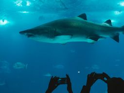 Los arrestaron por tener siete tiburones robados en la pileta de su casa