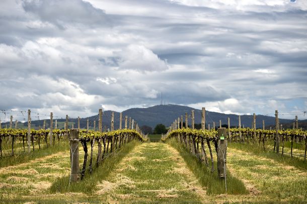 Los viñedos asutralianos sufren el cambio climático