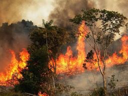 Graves incendios forestales en el Amazonas: las llamas invaden el pulmón del planeta