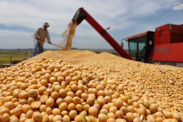 Se desploma el precio internacional de la soja y complica a la Argentina