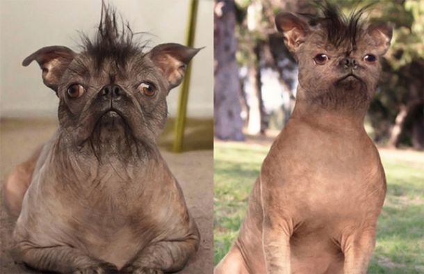 Le hizo una cirugía plástica a su perro porque era feo y sufría bullying