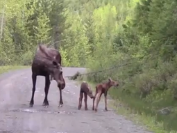una mama alce ataca a un auto para proteger a sus dos crias una mama alce ataca a un auto para proteger a sus dos crias