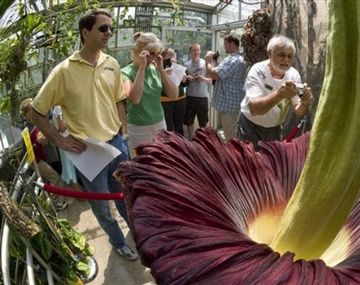 Se abrió la flor más grande y con olor a podrido del mundo