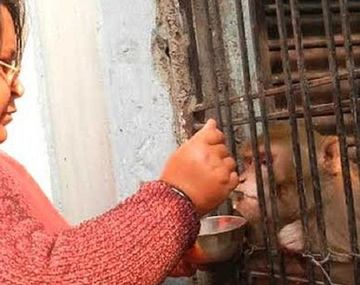 Son millonarios y un mono sera su heredero