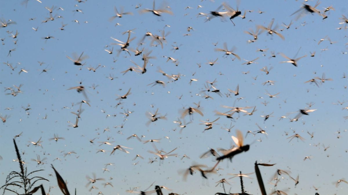 Registran impresionante invasión de langostas en Córdoba: todo lo que hay que saber