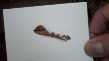 preocupa una invasion de polillas en montevideo: de a poco llega a buenos aires preocupa una invasion de polillas en montevideo: de a poco llega a buenos aires