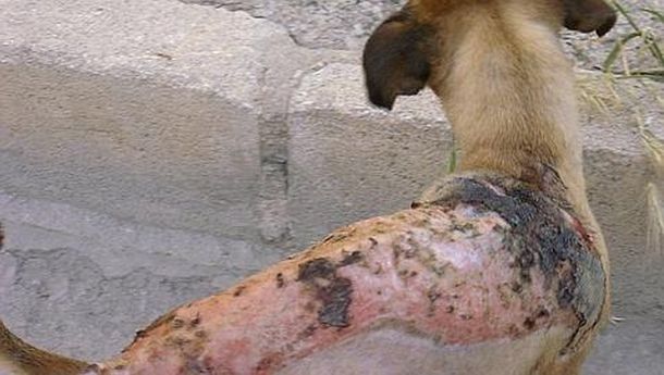 PERRO--478x270