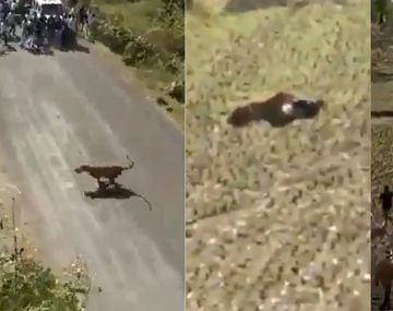 Se salvó de que lo matara un tigre haciéndose el muerto