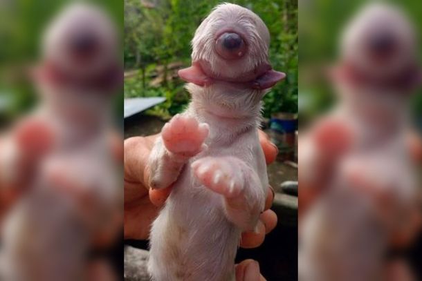 VIDEO: El extraño perro que nació con un ojo, dos lenguas y sin nariz