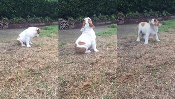 mira la reaccion de una bulldog cuando siente la lluvia por primera vez mira la reaccion de una bulldog cuando siente la lluvia por primera vez