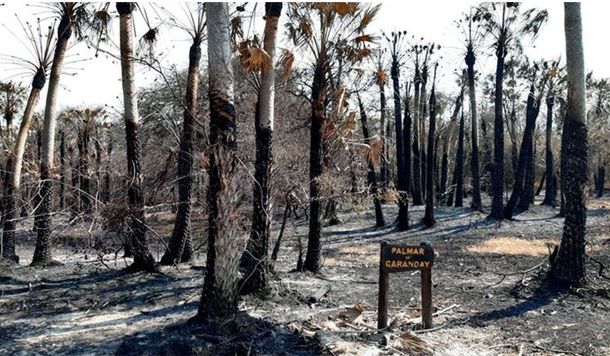 Incendios arrasaron el parque San Cayetano en Corrientes
