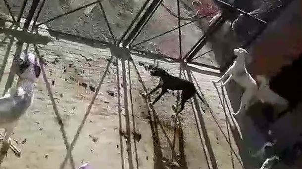 Sin agua y sin comida: así sobreviven ocho perros en una casa de Campana