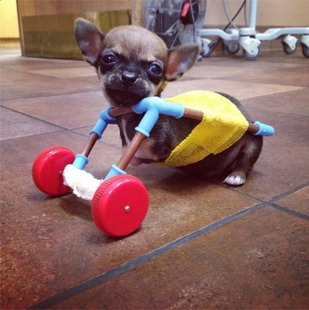 Un chihuahua de dos patas emociona en la web con su lucha por caminar