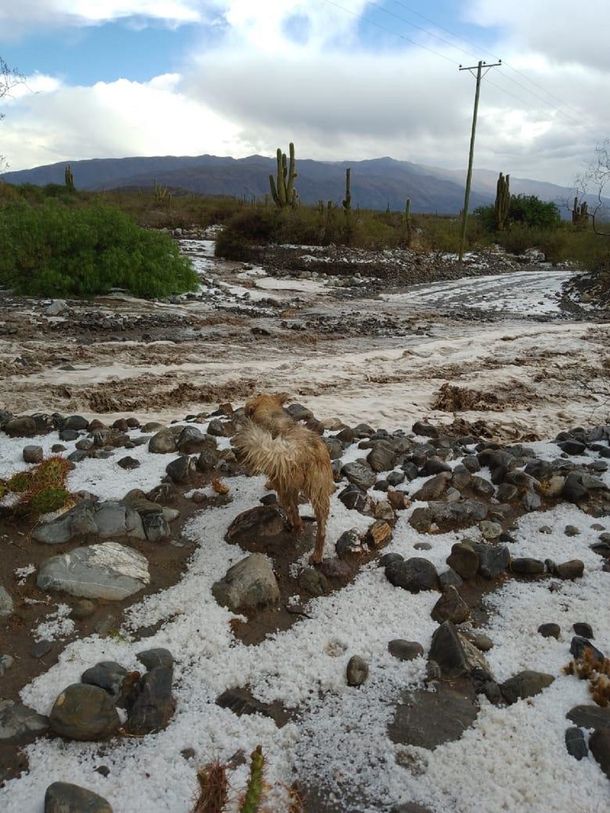 SORPRESA EN TUCUMÁN: Una fuerte tormenta de granizo cubrió de blanco la ciudad de Amaicha del Valle