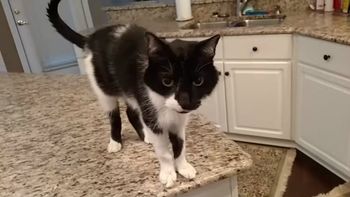 Jack es un gato muy especial y lo sabe Jack es un gato muy especial y lo sabe