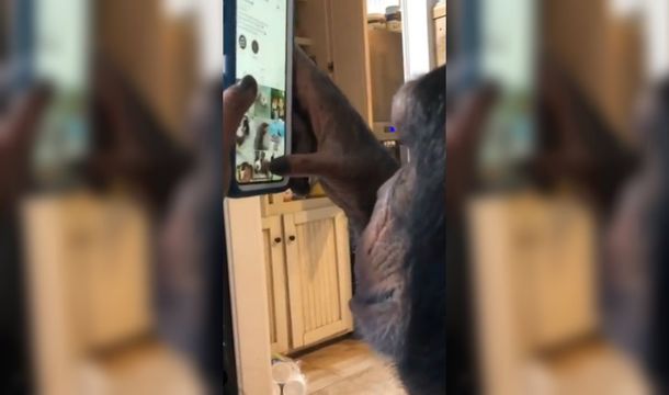 Un chimpancé se convirtió en el nuevo usuario estrella de Instagram