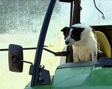 Un perro al volante causa un accidente