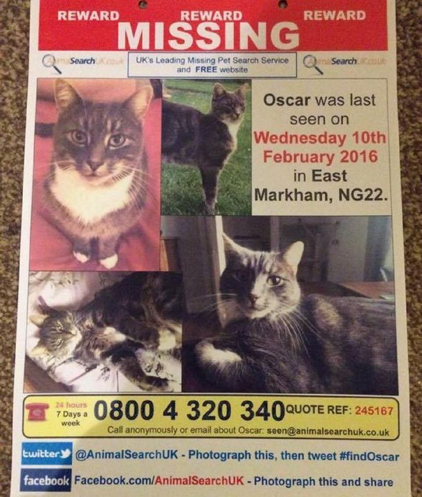 Inglaterra: buscan a un hombre que habría matado a 400 gatos