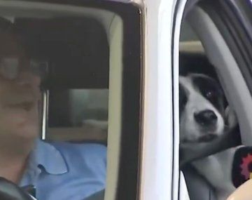 Una perra casi muerde en vivo a Giuli Salguero en pleno móvil: No la deje suelta