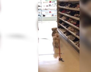 Animales adorables, cap&iacute;tulo infinito: un video viral muestra el reencuentro de dos perritos