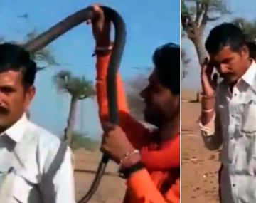 Un hombre murió tras ser mordido por una cobra en la India