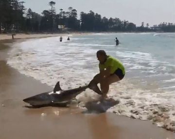 Un hombre agarró de la cola a un tiburón y lo volvió a meter al agua