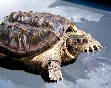 El ataque de una tortuga-lagarto genera pánico en Alemania
