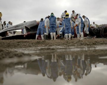 El rorcual puede pesar hasta 49 toneladas y es el segundo animal más grande del mundo