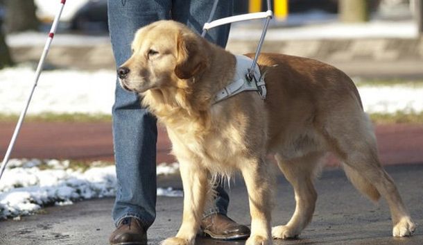 Sancionan a un taxista que no quiso llevar a un hombre con su perro lazarillo