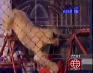 VIDEO: Feroz ataque de una leona a una espectadora en circo de Perú