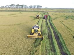 La falta de agua para el riego de arrozales golpea a la economía local de Rocha. La falta de agua para el riego de arrozales golpea a la economía local de Rocha.