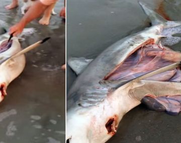 Realizan cesárea a un tiburón