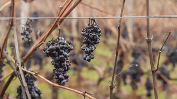 El Ministerio de Ganadería, Agricultura y Pesca destinará casi 1,6 millones de dólares para los viticultores afectados. El Ministerio de Ganadería, Agricultura y Pesca destinará casi 1,6 millones de dólares para los viticultores afectados.