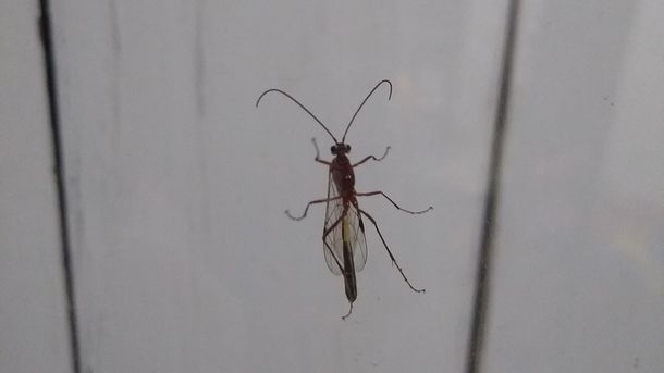 Animales inocuos: la plaga de avispas en Bah&iacute;a Blanca no traer&aacute; problemas a la poblaci&oacute;n