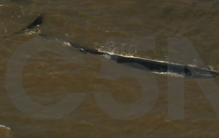 No resistió: murió la ballena que estaba varada en el Río de la Plata
