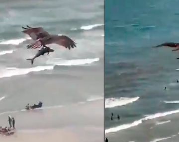 VIDEO: Un águila cazó un tiburón y conmocionó a toda una playa en Estados Unidos