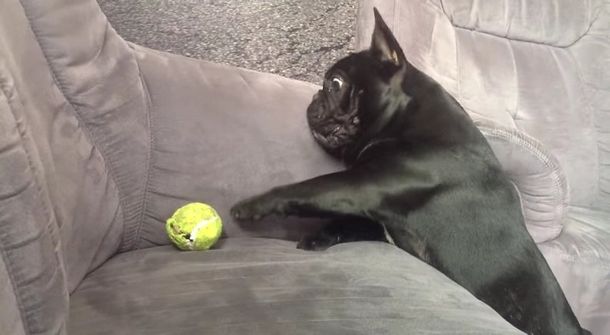 Un perro mantiene una lucha feroz para obtener su pelota favorita
