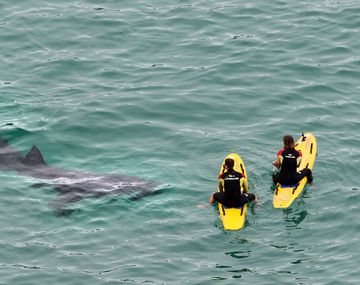 Terror por un grupo de tiburones