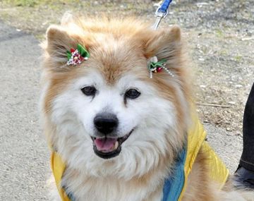 Pusuke perro más viejo del mundo