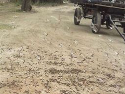 Preocupación en Santiago del Estero por una invasión de langostas