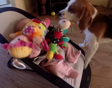 VIDEO: Perro con culpa llena de regalos a la bebé de la casa tras robarle su juguete