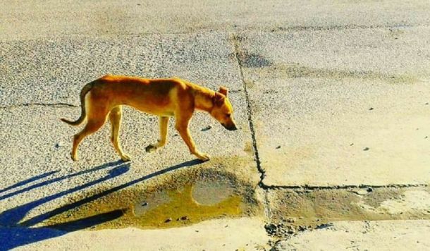 La foto de una perra que terminó con un reencuentro en Chubut