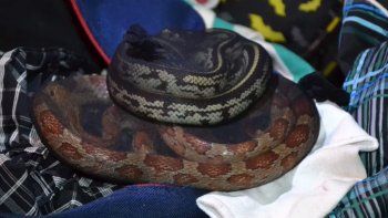 corrientes: detuvieron a un hombre que viajaba con serpientes, aranas y ciempies en valijas