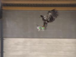 la policia holandesa entrena aguilas para cazar drones la policia holandesa entrena aguilas para cazar drones