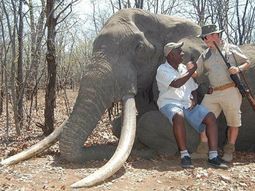 un aleman pago 60 mil dolares para cazar al elefante mas viejo de africa un aleman pago 60 mil dolares para cazar al elefante mas viejo de africa